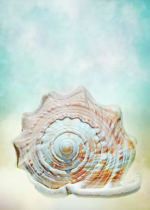 Cameo of the Sea by Kathi Mirto Cameo of the Sea by Kathi Mirto