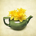 Dream Daffodils